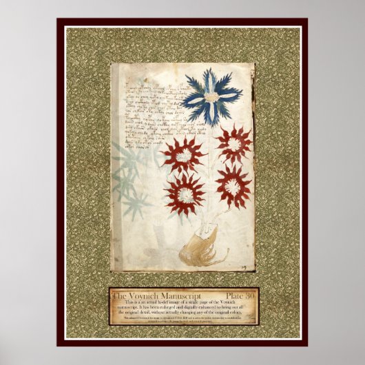 Voynich Plate 30 Poster (Vorne)