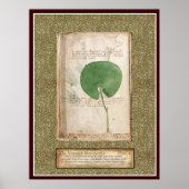 Voynich Plate 4 - Botanische Illustration Poster (Vorne)