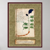 Voynich Plate 6 Poster (Vorne)