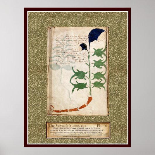 Voynich Plate 6 Poster (Vorne)