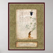 Voynich Plate 8 Poster (Vorne)