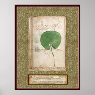 Voynich Platte 4 - botanische Illustration Poster