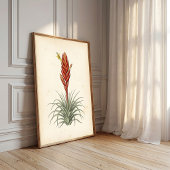 Vriesea Botanischer Druck Wandkunst Poster