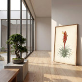 Vriesea Botanischer Druck Wandkunst Poster