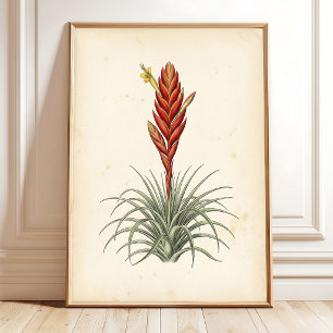 Vriesea Botanischer Druck Wandkunst Poster