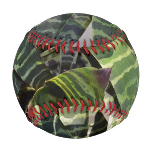 Vriesea Splendens Bromeliad Pflanze Streifen Blätt Baseball