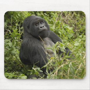 Vulkane Nationalpark, Berggorilla Mousepad