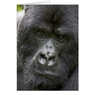 Vulkane NP, Ruanda, Berggorillas,