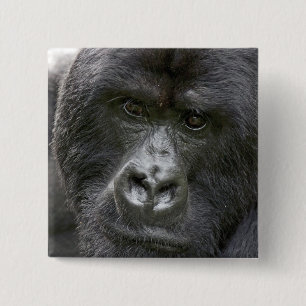 Vulkane NP, Ruanda, Mountain Gorillas, Button