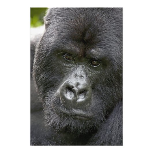 Vulkane NP, Ruanda, Mountain Gorillas, Fotodruck (Vorne)