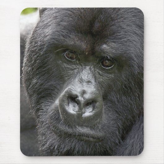 Vulkane NP, Ruanda, Mountain Gorillas, Mousepad (Vorne)
