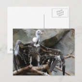 Vulkantpostkarte Postkarte (Vorne/Hinten)