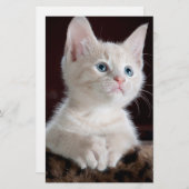 Vulnerable White Kitten Briefpapier (Vorne/Hinten)