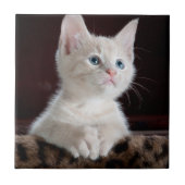Vulnerable White Kitten Fliese (Vorderseite)