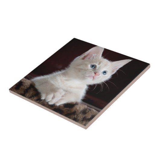 Vulnerable White Kitten Fliese (Seite)