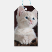 Vulnerable White Kitten Geschenkanhänger (Vorderseite)