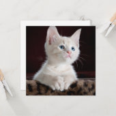 Vulnerable White Kitten Karte (Vorderseite/Rückseite Beispiel)