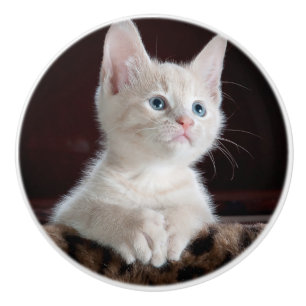 Vulnerable White Kitten Keramikknauf