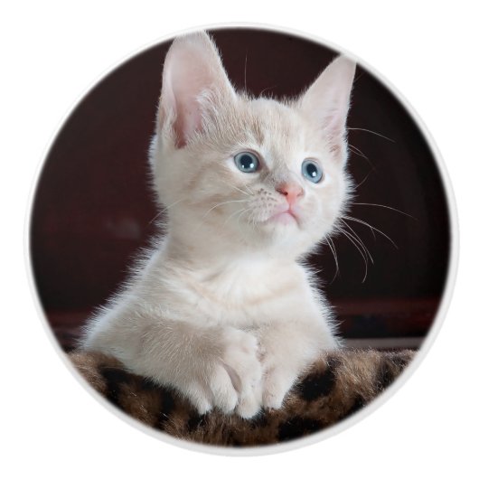 Vulnerable White Kitten Keramikknauf (Vorderseite)