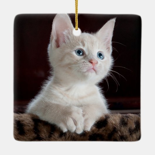 Vulnerable White Kitten Keramikornament (Rückseite)