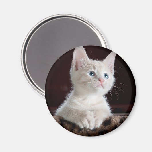 Vulnerable White Kitten Magnet (Vorderseite/Rückseite)