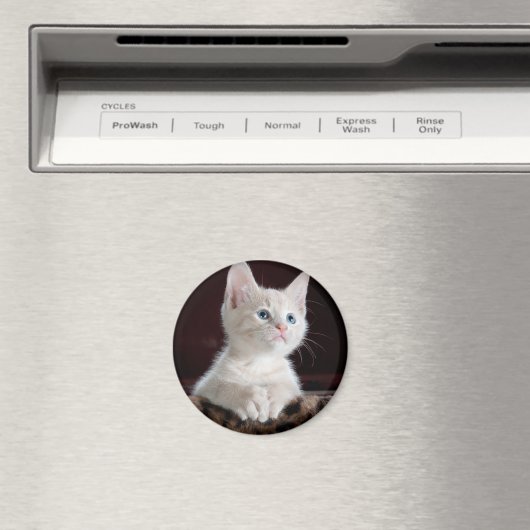 Vulnerable White Kitten Magnet (In Situ (Geschirrspüler))