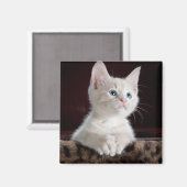 Vulnerable White Kitten Magnet (Vorderseite/Rückseite)