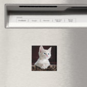 Vulnerable White Kitten Magnet (In Situ (Geschirrspüler))
