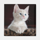 Vulnerable White Kitten Magnet (Vorne)