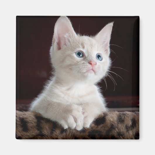 Vulnerable White Kitten Magnet (Vorne)