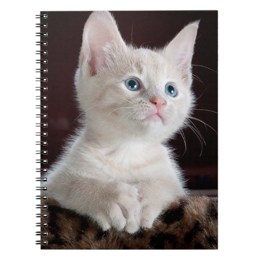 Vulnerable White Kitten Notizblock (Vorderseite)
