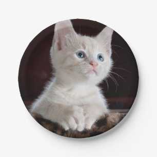 Vulnerable White Kitten Pappteller
