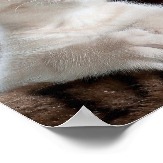 Vulnerable White Kitten Poster (Ecke)