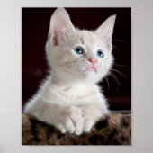 Vulnerable White Kitten Poster (Vorne)