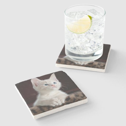 Vulnerable White Kitten Steinuntersetzer (Seitenansicht)