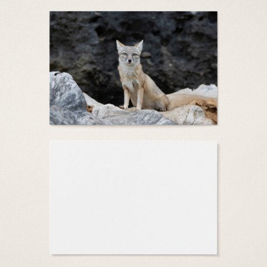 Vulpes corsac (Vorne & Hinten)