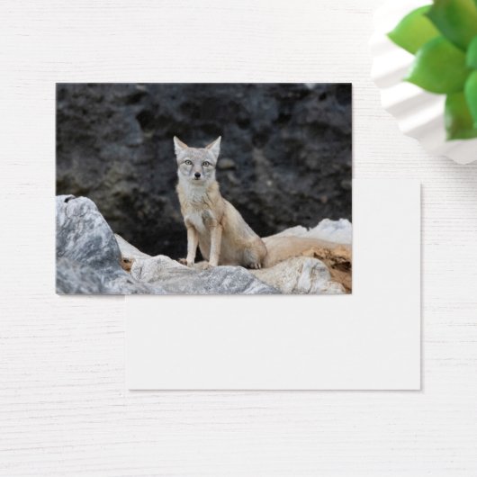 Vulpes corsac (Schreibtisch)