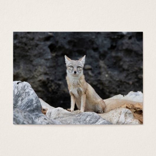 Vulpes corsac (Vorderseite)