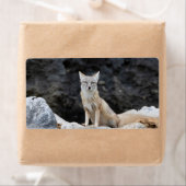 Vulpes corsac (Insitu)