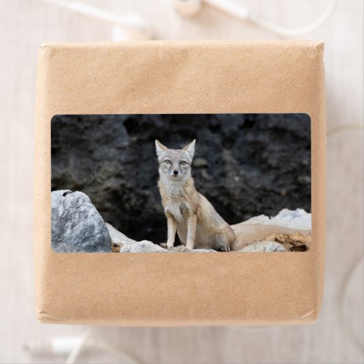 Vulpes corsac (Insitu)