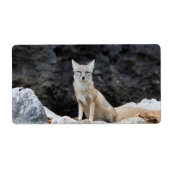 Vulpes corsac (Vorne)