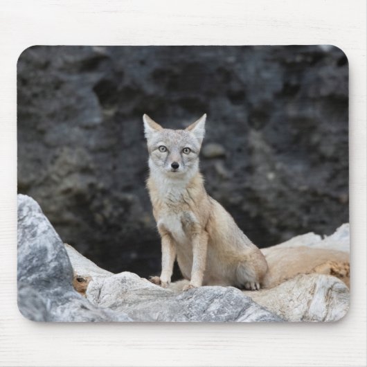 Vulpes corsac mousepad (Vorne)