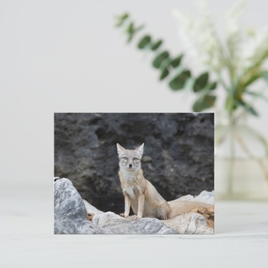 Vulpes corsac postkarte (Stehend Vorderseite)