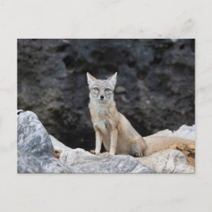 Vulpes corsac postkarte
