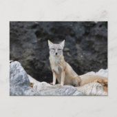 Vulpes corsac postkarte (Vorderseite)