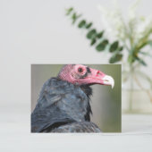 Vulture Bird Raptor Red Face Postkarte (Stehend Vorderseite)