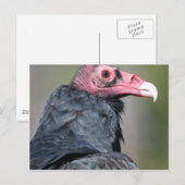 Vulture Bird Raptor Red Face Postkarte (Vorne/Hinten)
