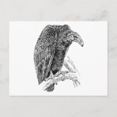 Vulture Bird Realistic Sketch Postkarte (Vorderseite)
