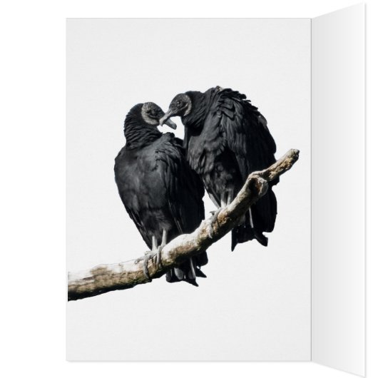 Vulture Honeymoon (Innen (Links))