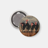 Vulture Quartett Magnet (Vorderseite/Rückseite)